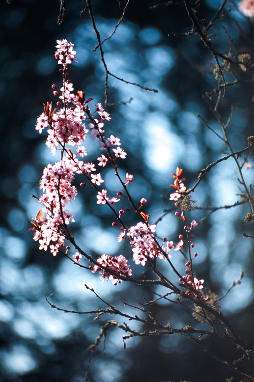 Prunus