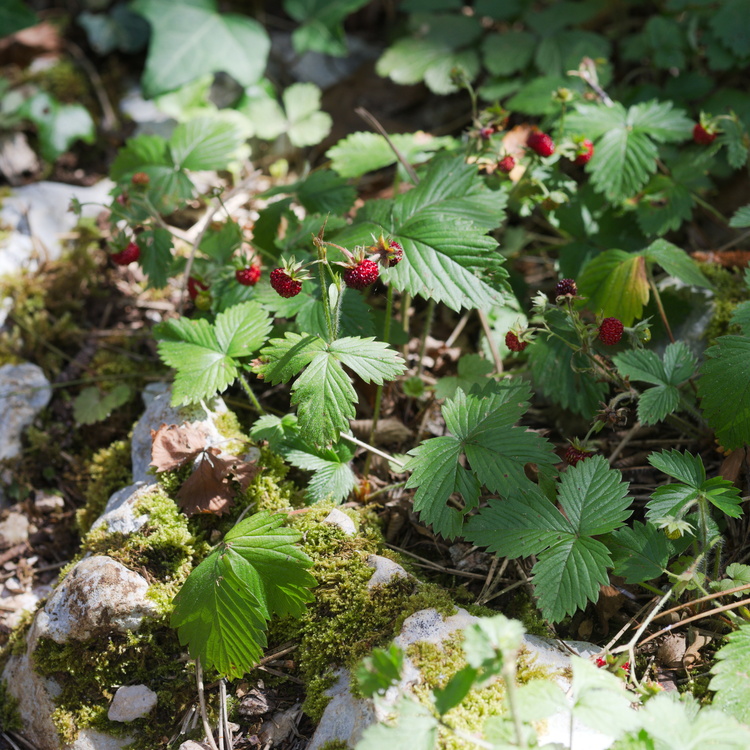 Fraises des bois