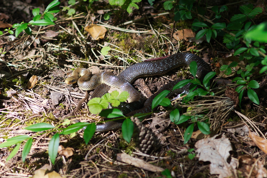 Serpent