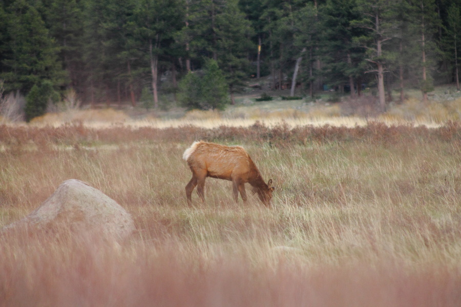Elk