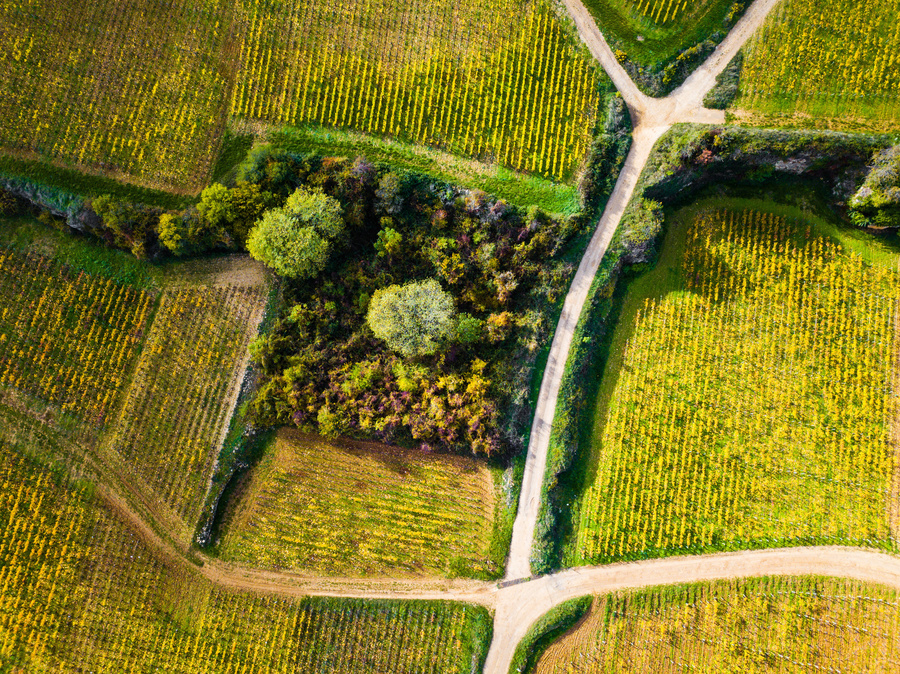 Vignes