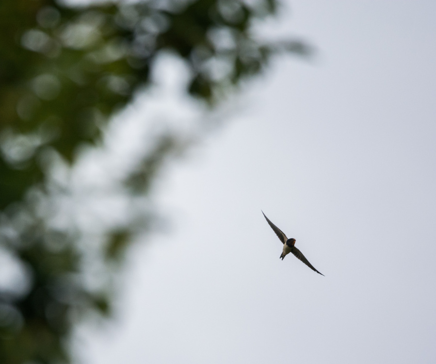 Hirondelle