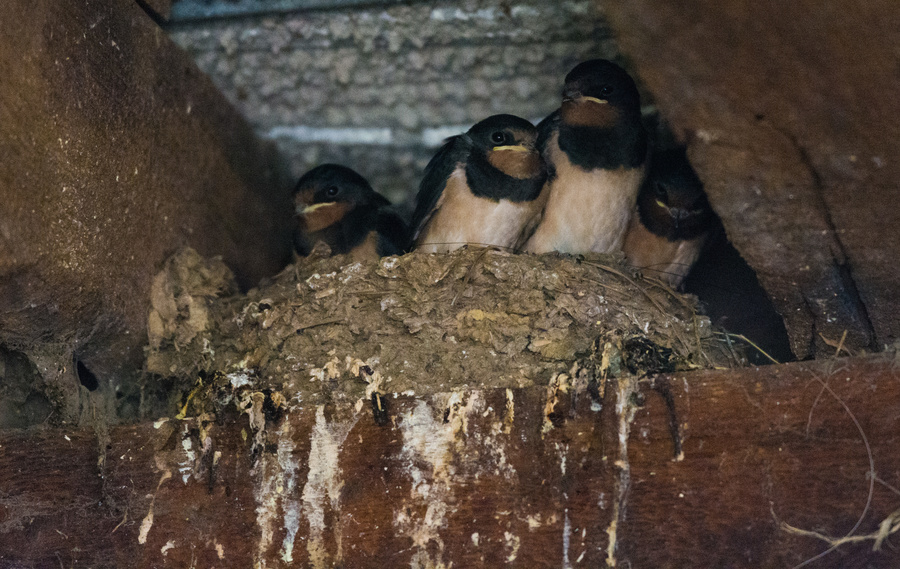 Hirondelles rustiques