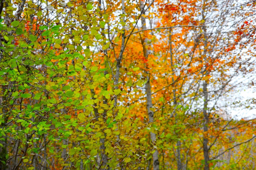 Feuilles