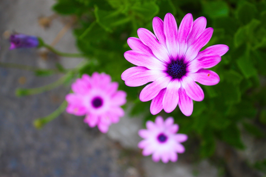 Fleurs