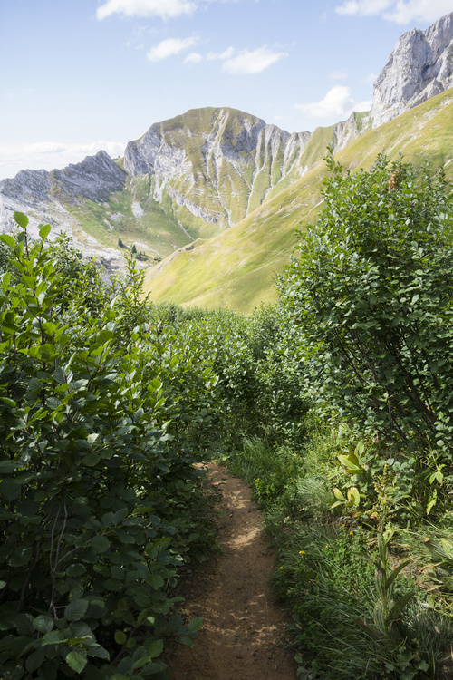 Forêt