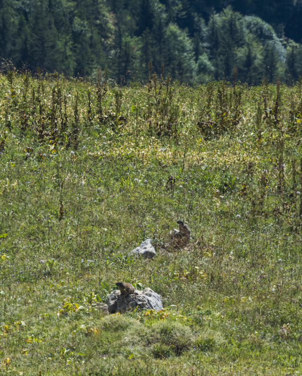 Marmottes