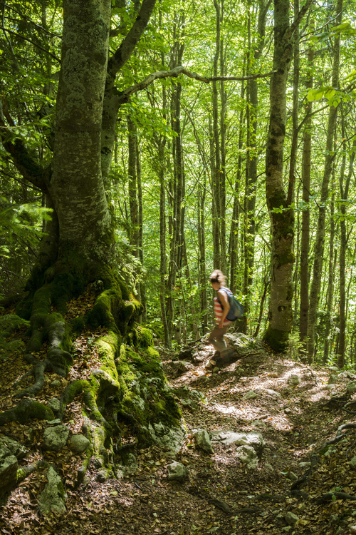 Forêt