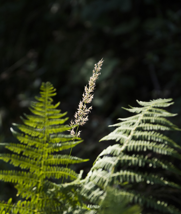 Forêt