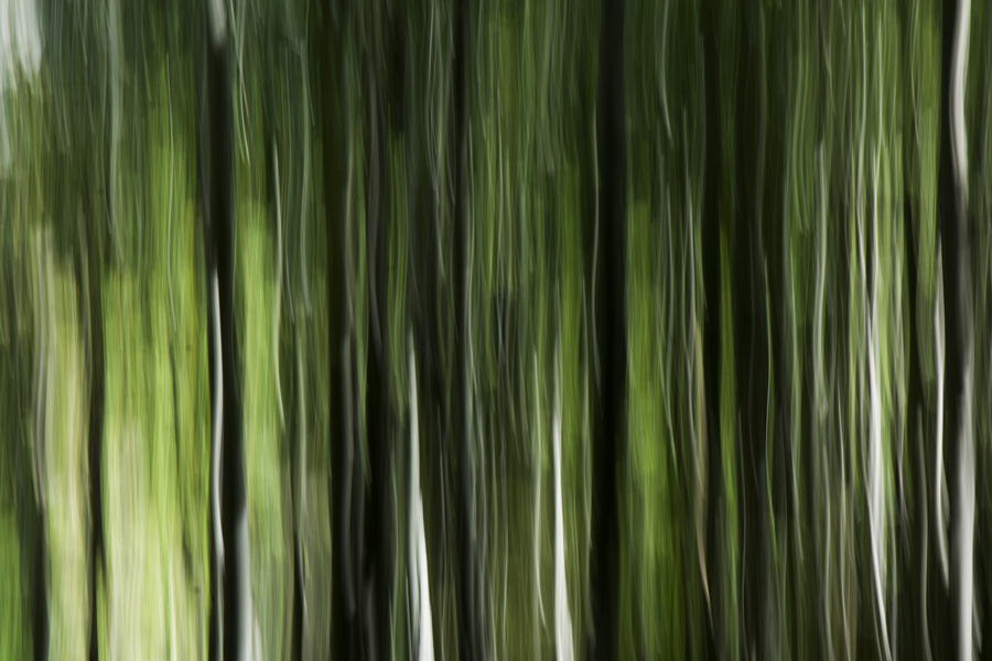 Forêt