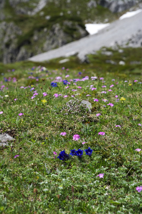 Fleurs et montagnes