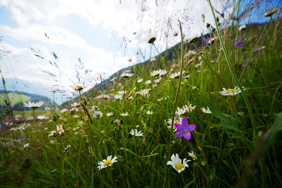 Fleurs