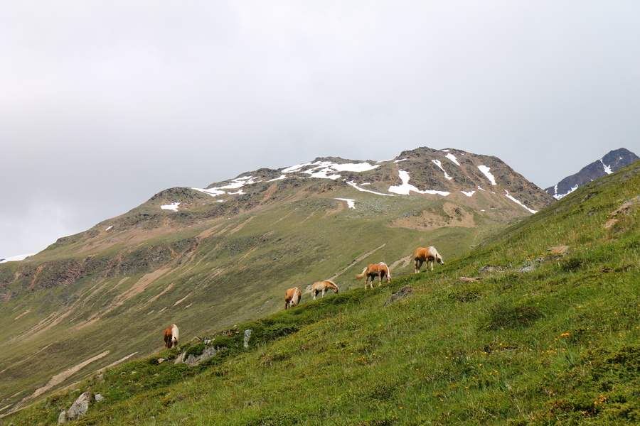 Chevaux