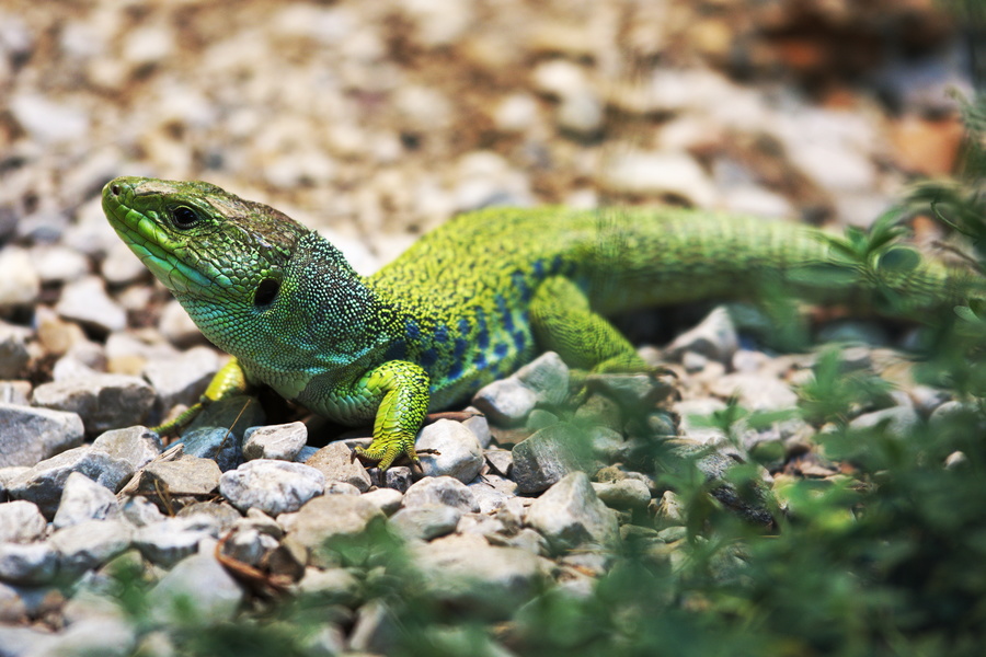Lézard