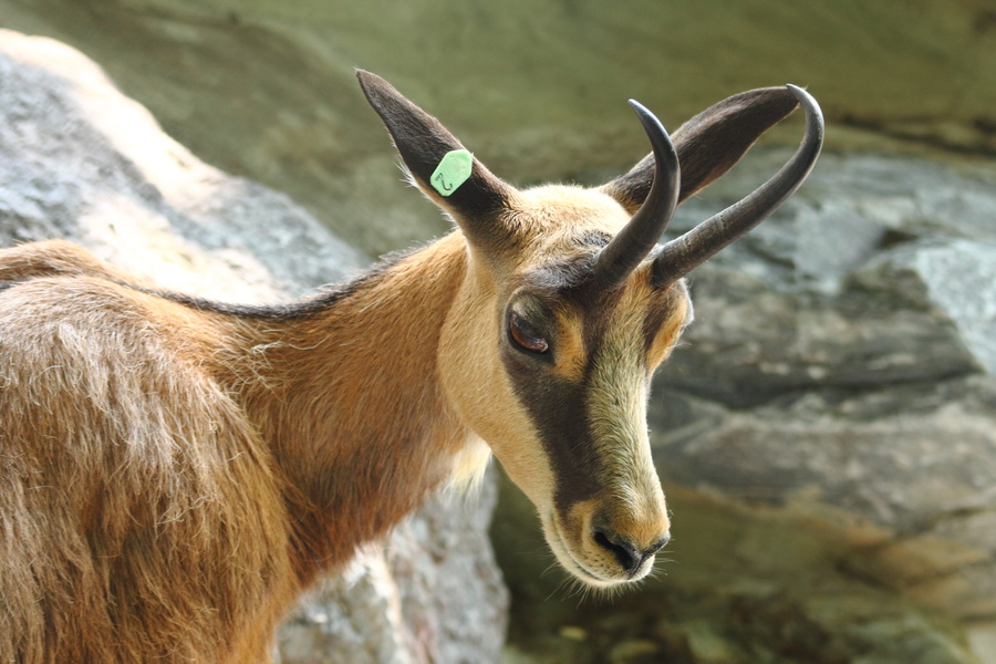 Chamois