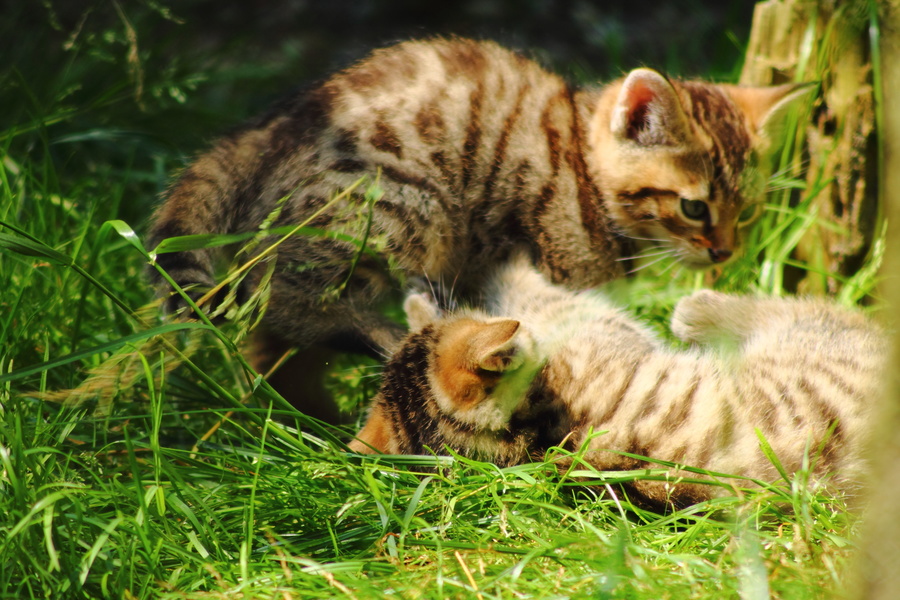 Chatons sauvages