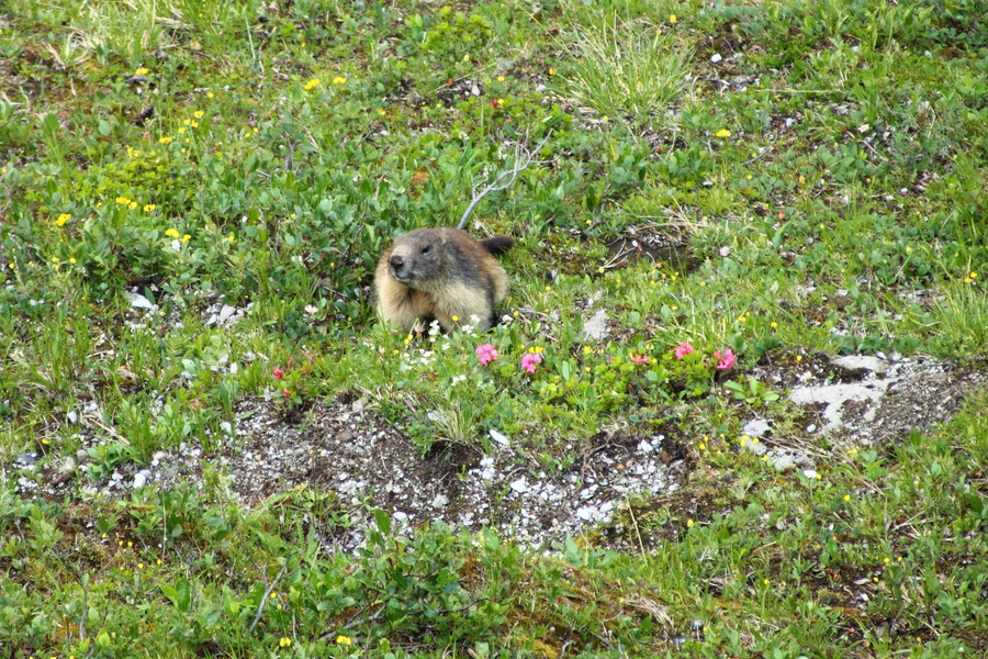 Marmotte