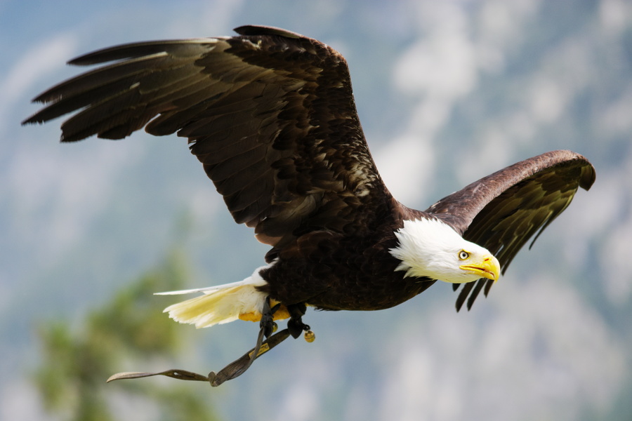 Aigle