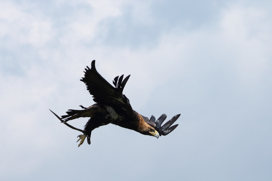 Aigle