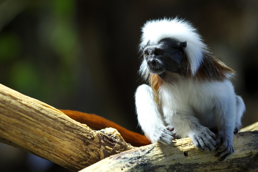 Un petit singe