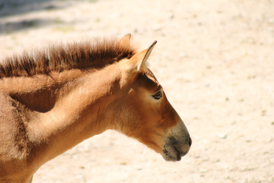 Cheval de Przewalski