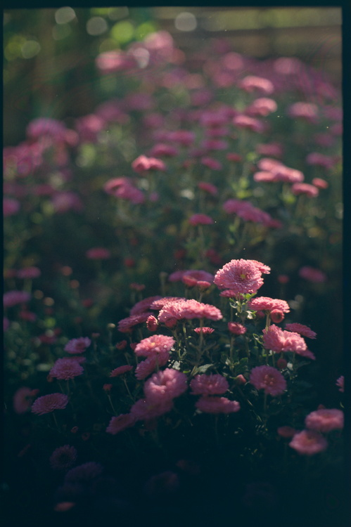 Fleurs