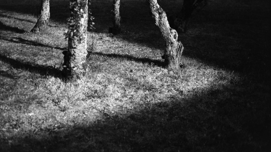 Arbres