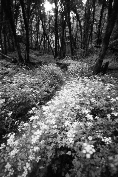 Combe à la Vieille