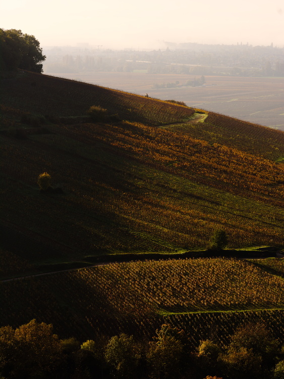 Colline de Corton