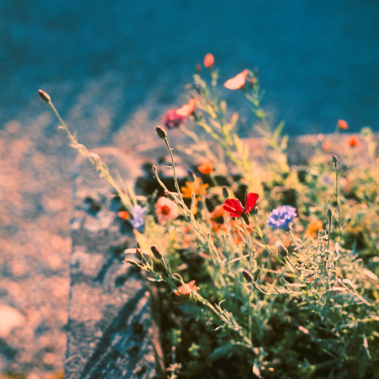 Mélange floral