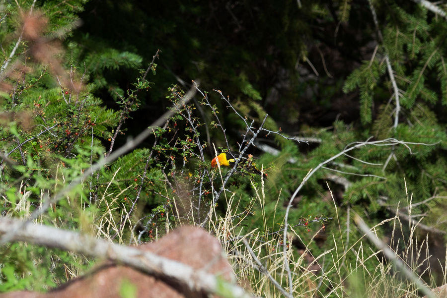 Western Tanager