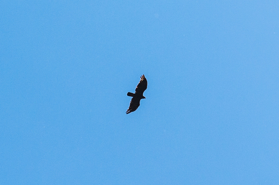 Osprey ?