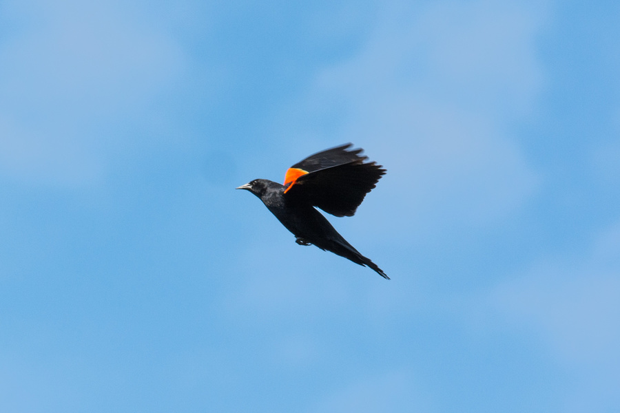 Red-winged blackbird