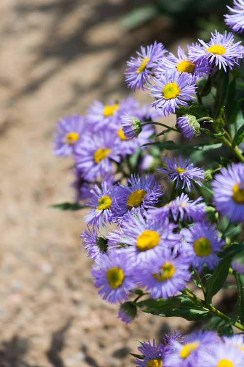 Asters