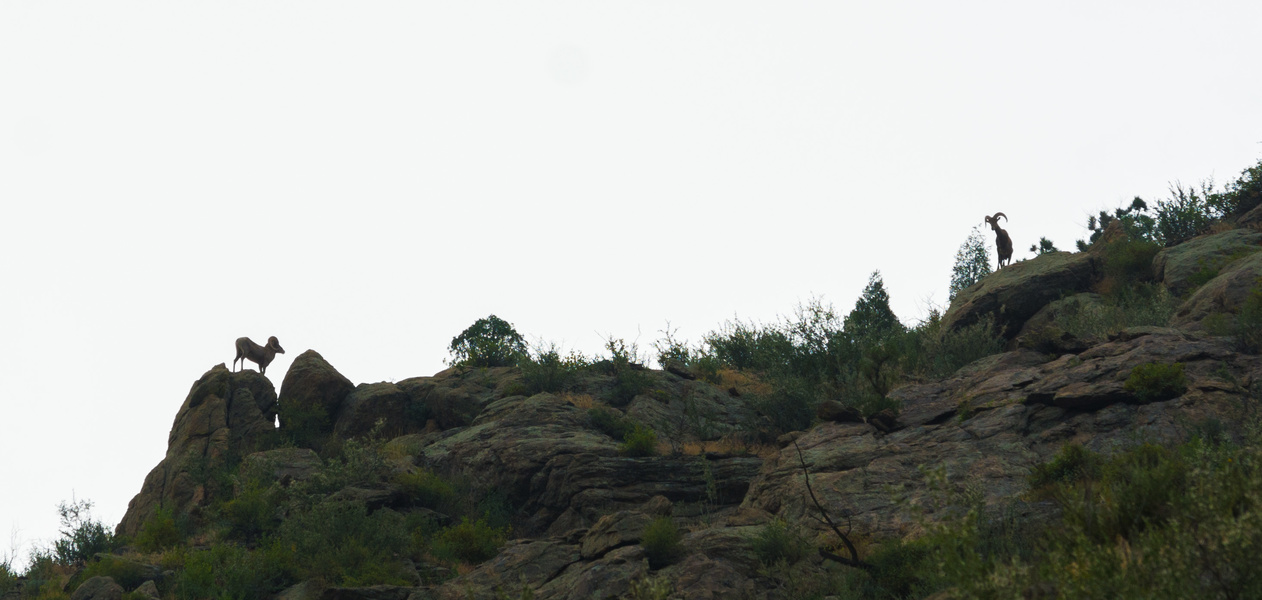 Mouflons