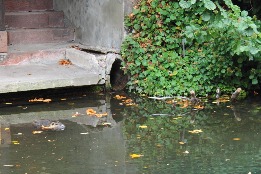 Petite Venise