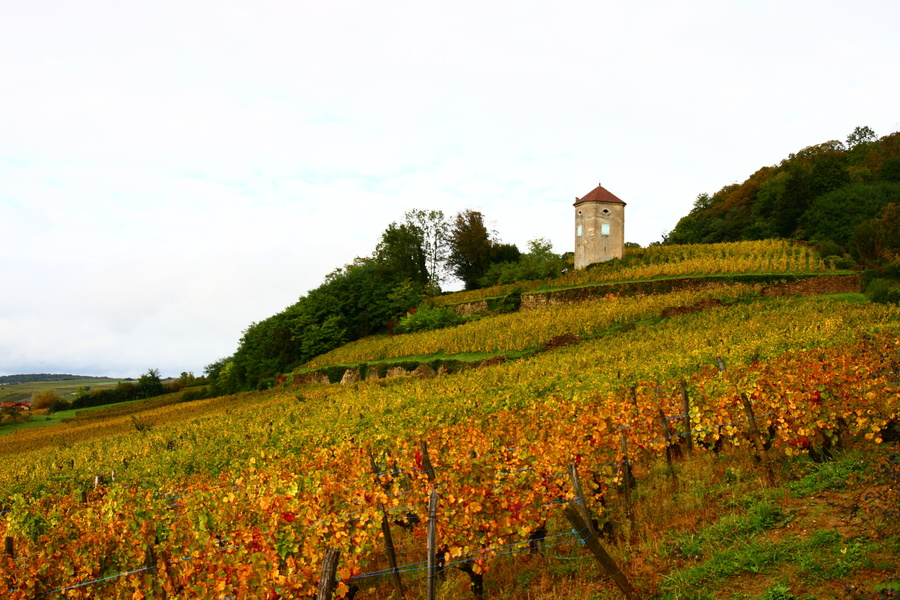 Vignes