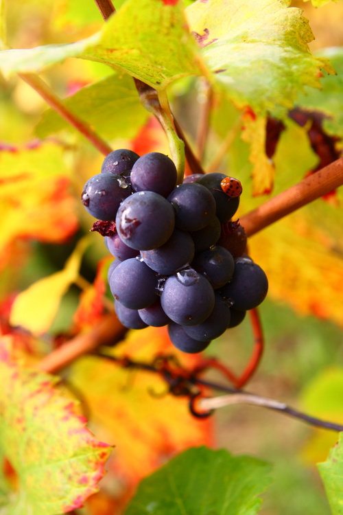 Vignes
