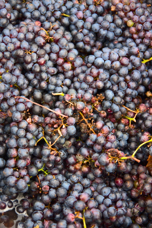 Raisins
