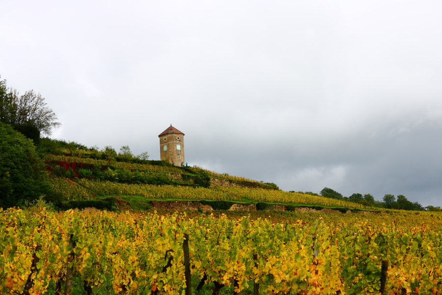 Vignes