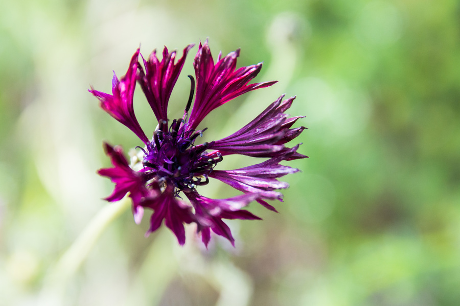 Bleuet violet ?