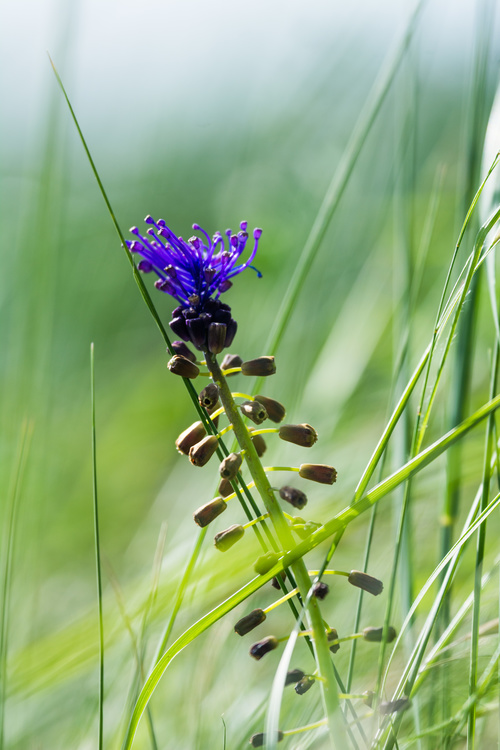 Muscari à Toupet