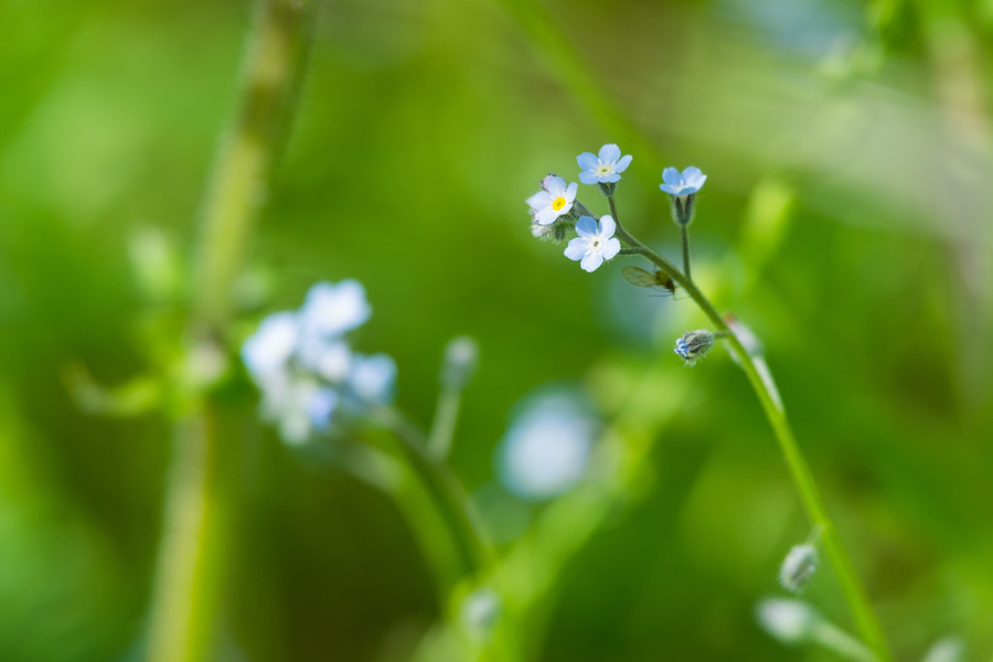 Myosotis
