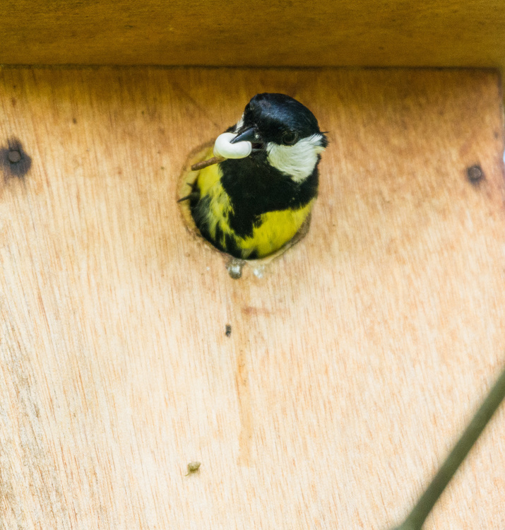 Mésange charbonnière
