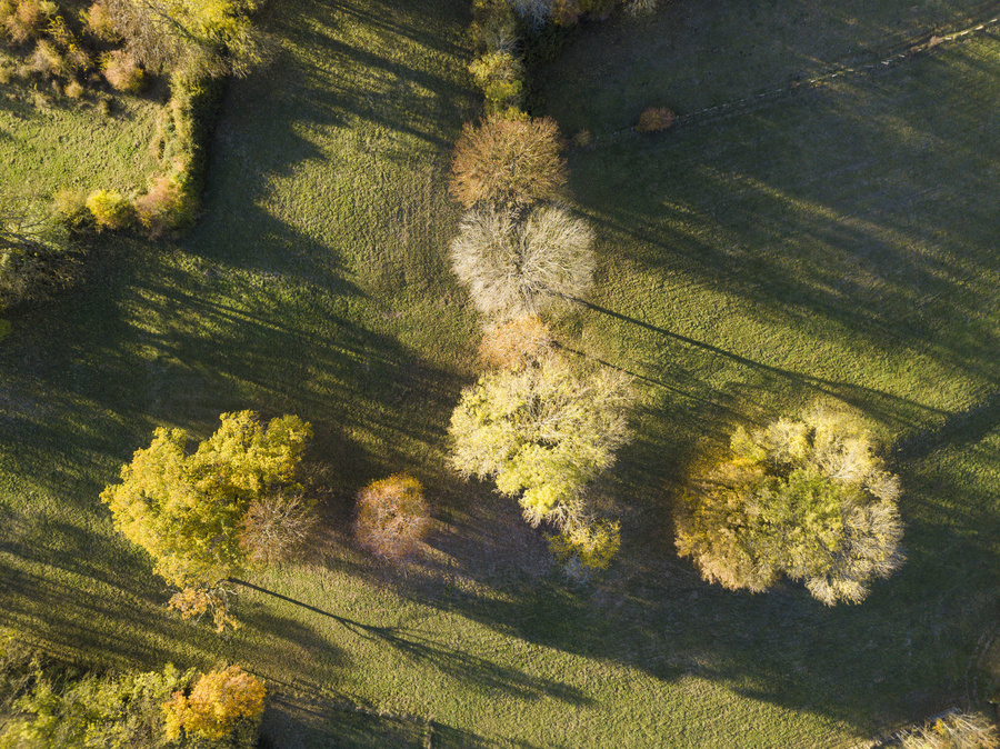 Arbres