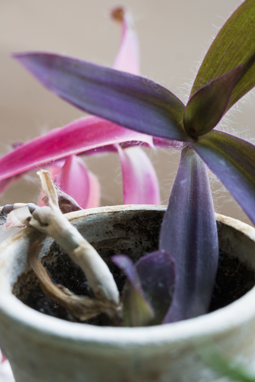 Plante grasse