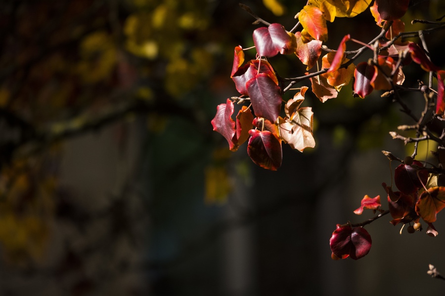 Feuilles