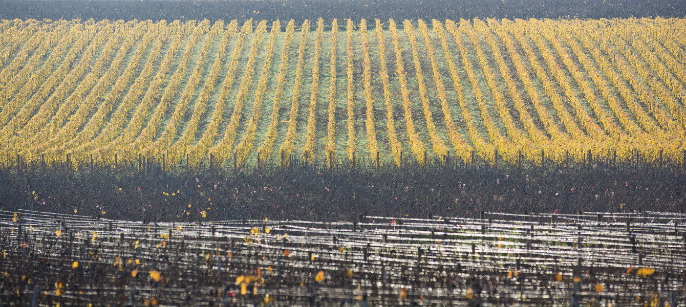 Vignes