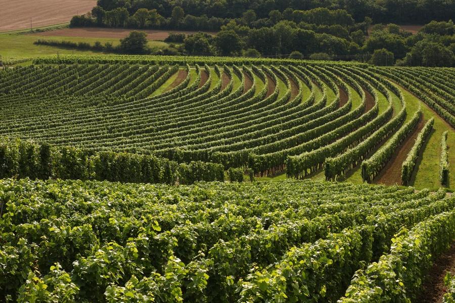 Des vignes...