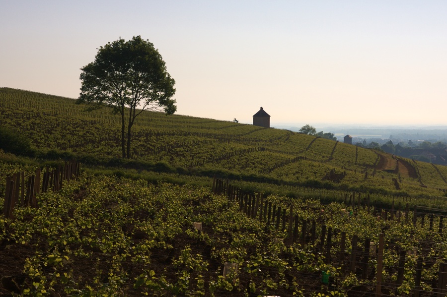 Les vignes